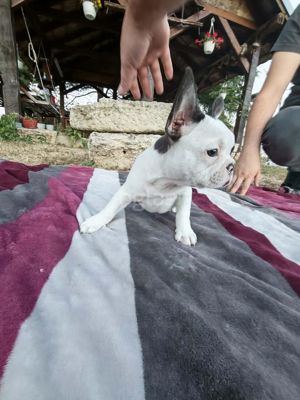 62c6aa3d57c8.jpg